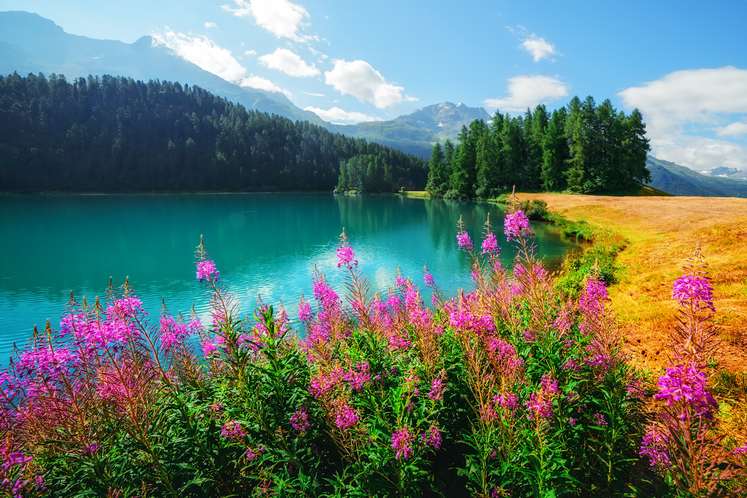Roze bloemen langs een turquoise bergmeer in de zomer